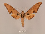 中文名:鷹翅天蛾(1282-24476)學名:Ambulyx ochracea Bulter, 1885(1282-24476)中文別名:裂斑鷹翅天蛾
