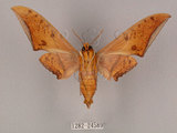 中文名:鷹翅天蛾(1282-24589)學名:Ambulyx ochracea Bulter, 1885(1282-24589)中文別名:裂斑鷹翅天蛾