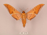 中文名:鷹翅天蛾(1282-24781)學名:Ambulyx ochracea Bulter, 1885(1282-24781)中文別名:裂斑鷹翅天蛾