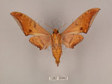 中文名:鷹翅天蛾(1282-26962)學名:Ambulyx ochracea Bulter, 1885(1282-26962)中文別名:裂斑鷹翅天蛾