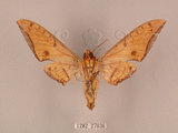中文名:鷹翅天蛾(1282-27036)學名:Ambulyx ochracea Bulter, 1885(1282-27036)中文別名:裂斑鷹翅天蛾