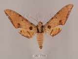 中文名:鷹翅天蛾(1282-27036)學名:Ambulyx ochracea Bulter, 1885(1282-27036)中文別名:裂斑鷹翅天蛾