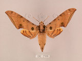 中文名:鷹翅天蛾(1282-27090)學名:Ambulyx ochracea Bulter, 1885(1282-27090)中文別名:裂斑鷹翅天蛾
