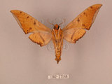 中文名:鷹翅天蛾(1282-27148)學名:Ambulyx ochracea Bulter, 1885(1282-27148)中文別名:裂斑鷹翅天蛾