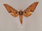 中文名:鷹翅天蛾(1282-27148)學名:Ambulyx ochracea Bulter, 1885(1282-27148)中文別名:裂斑鷹翅天蛾