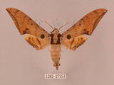 中文名:鷹翅天蛾(1282-27351)學名:Ambulyx ochracea Bulter, 1885(1282-27351)中文別名:裂斑鷹翅天蛾