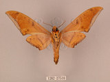 中文名:鷹翅天蛾(1282-27510)學名:Ambulyx ochracea Bulter, 1885(1282-27510)中文別名:裂斑鷹翅天蛾