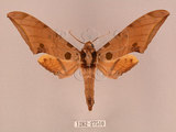中文名:鷹翅天蛾(1282-27510)學名:Ambulyx ochracea Bulter, 1885(1282-27510)中文別名:裂斑鷹翅天蛾