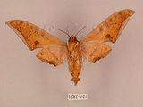 中文名:鷹翅天蛾(1282-747)學名:Ambulyx ochracea Bulter, 1885(1282-747)中文別名:裂斑鷹翅天蛾