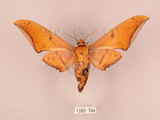 中文名:鷹翅天蛾(1282-780)學名:Ambulyx ochracea Bulter, 1885(1282-780)中文別名:裂斑鷹翅天蛾