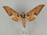 中文名:鷹翅天蛾(1569-1088)學名:Ambulyx ochracea Bulter, 1885(1569-1088)中文別名:裂斑鷹翅天蛾