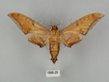 中文名:鷹翅天蛾(1586-29)學名:Ambulyx ochracea Bulter, 1885(1586-29)中文別名:裂斑鷹翅天蛾