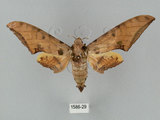 中文名:鷹翅天蛾(1586-29)學名:Ambulyx ochracea Bulter, 1885(1586-29)中文別名:裂斑鷹翅天蛾