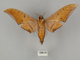 中文名:鷹翅天蛾(1586-30)學名:Ambulyx ochracea Bulter, 1885(1586-30)中文別名:裂斑鷹翅天蛾