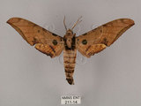 中文名:鷹翅天蛾(211-14)學名:Ambulyx ochracea Bulter, 1885(211-14)中文別名:裂斑鷹翅天蛾