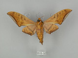 中文名:鷹翅天蛾(2115-52)學名:Ambulyx ochracea Bulter, 1885(2115-52)中文別名:裂斑鷹翅天蛾