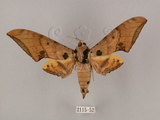 中文名:鷹翅天蛾(2115-52)學名:Ambulyx ochracea Bulter, 1885(2115-52)中文別名:裂斑鷹翅天蛾