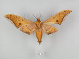 中文名:鷹翅天蛾(2115-53)學名:Ambulyx ochracea Bulter, 1885(2115-53)中文別名:裂斑鷹翅天蛾