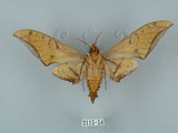 中文名:鷹翅天蛾(2115-54)學名:Ambulyx ochracea Bulter, 1885(2115-54)中文別名:裂斑鷹翅天蛾
