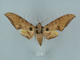 中文名:鷹翅天蛾(2115-54)學名:Ambulyx ochracea Bulter, 1885(2115-54)中文別名:裂斑鷹翅天蛾