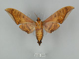 中文名:鷹翅天蛾(2122-243)學名:Ambulyx ochracea Bulter, 1885(2122-243)中文別名:裂斑鷹翅天蛾