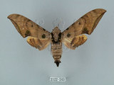 中文名:鷹翅天蛾(2122-243)學名:Ambulyx ochracea Bulter, 1885(2122-243)中文別名:裂斑鷹翅天蛾