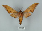 中文名:鷹翅天蛾(2326-596)學名:Ambulyx ochracea Bulter, 1885(2326-596)中文別名:裂斑鷹翅天蛾