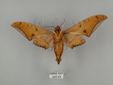 中文名:鷹翅天蛾(245-43)學名:Ambulyx ochracea Bulter, 1885(245-43)中文別名:裂斑鷹翅天蛾