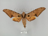 中文名:鷹翅天蛾(245-43)學名:Ambulyx ochracea Bulter, 1885(245-43)中文別名:裂斑鷹翅天蛾
