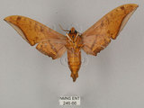 中文名:鷹翅天蛾(246-66)學名:Ambulyx ochracea Bulter, 1885(246-66)中文別名:裂斑鷹翅天蛾