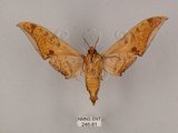 中文名:鷹翅天蛾(246-81)學名:Ambulyx ochracea Bulter, 1885(246-81)中文別名:裂斑鷹翅天蛾