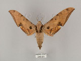 中文名:鷹翅天蛾(246-81)學名:Ambulyx ochracea Bulter, 1885(246-81)中文別名:裂斑鷹翅天蛾