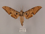 中文名:鷹翅天蛾(2948-337)學名:Ambulyx ochracea Bulter, 1885(2948-337)中文別名:裂斑鷹翅天蛾