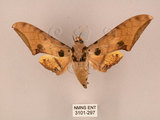 中文名:鷹翅天蛾(3101-297)學名:Ambulyx ochracea Bulter, 1885(3101-297)中文別名:裂斑鷹翅天蛾