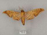 中文名:鷹翅天蛾(3101-53)學名:Ambulyx ochracea Bulter, 1885(3101-53)中文別名:裂斑鷹翅天蛾