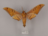 中文名:鷹翅天蛾(3112-284)學名:Ambulyx ochracea Bulter, 1885(3112-284)中文別名:裂斑鷹翅天蛾