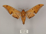 中文名:鷹翅天蛾(3161-658)學名:Ambulyx ochracea Bulter, 1885(3161-658)中文別名:裂斑鷹翅天蛾