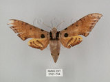 中文名:鷹翅天蛾(3161-734)學名:Ambulyx ochracea Bulter, 1885(3161-734)中文別名:裂斑鷹翅天蛾