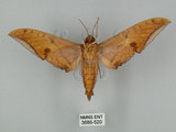 中文名:鷹翅天蛾(3686-520)學名:Ambulyx ochracea Bulter, 1885(3686-520)中文別名:裂斑鷹翅天蛾