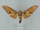 中文名:鷹翅天蛾(513-10)學名:Ambulyx ochracea Bulter, 1885(513-10)中文別名:裂斑鷹翅天蛾