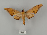 中文名:鷹翅天蛾(513-8)學名:Ambulyx ochracea Bulter, 1885(513-8)中文別名:裂斑鷹翅天蛾