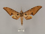 中文名:鷹翅天蛾(513-8)學名:Ambulyx ochracea Bulter, 1885(513-8)中文別名:裂斑鷹翅天蛾