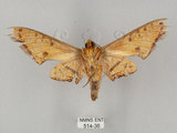 中文名:鷹翅天蛾(514-36)學名:Ambulyx ochracea Bulter, 1885(514-36)中文別名:裂斑鷹翅天蛾