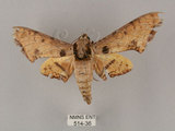 中文名:鷹翅天蛾(514-36)學名:Ambulyx ochracea Bulter, 1885(514-36)中文別名:裂斑鷹翅天蛾
