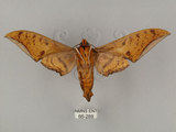 中文名:鷹翅天蛾(66-289)學名:Ambulyx ochracea Bulter, 1885(66-289)中文別名:裂斑鷹翅天蛾