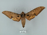 中文名:鷹翅天蛾(66-289)學名:Ambulyx ochracea Bulter, 1885(66-289)中文別名:裂斑鷹翅天蛾