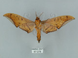 中文名:鷹翅天蛾(67-278)學名:Ambulyx ochracea Bulter, 1885(67-278)中文別名:裂斑鷹翅天蛾