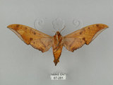 中文名:鷹翅天蛾(67-281)學名:Ambulyx ochracea Bulter, 1885(67-281)中文別名:裂斑鷹翅天蛾