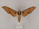 中文名:鷹翅天蛾(67-284)學名:Ambulyx ochracea Bulter, 1885(67-284)中文別名:裂斑鷹翅天蛾