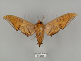 中文名:鷹翅天蛾(67-296)學名:Ambulyx ochracea Bulter, 1885(67-296)中文別名:裂斑鷹翅天蛾